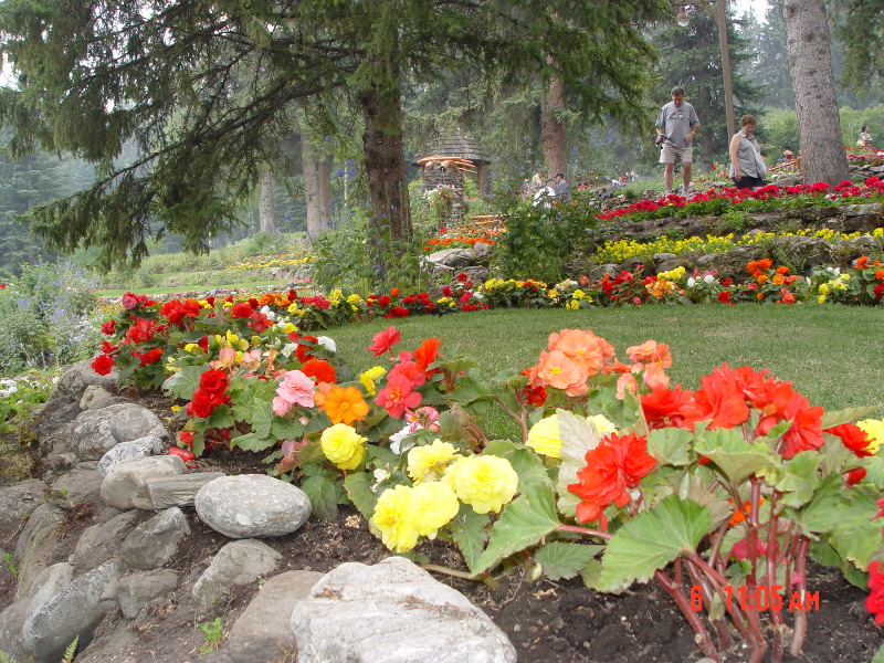 Begonias, Banff Gardens